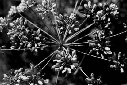 Umbel of Water Hemlock