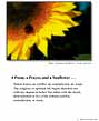 Poster: Sunflower Poem