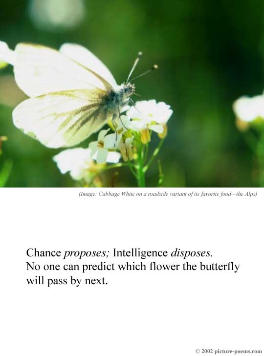 Picture/Poem Poster: Butterfly Proposal