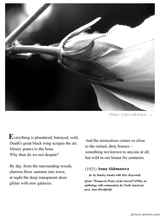 Picture/Poem Poster: Calyx (Anna Akhmatova)