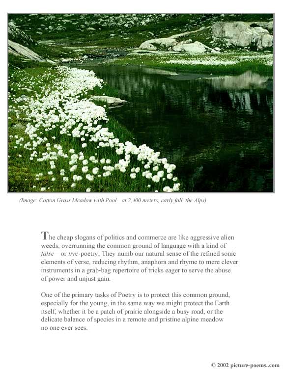 Picture/Poem Poster: Cotton Grass