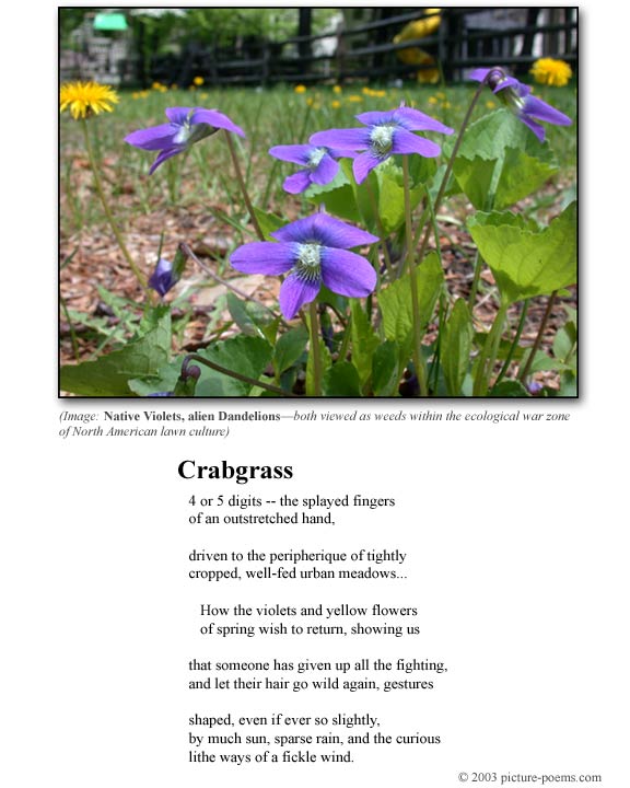 Picture/Poem Poster: Crabgrass