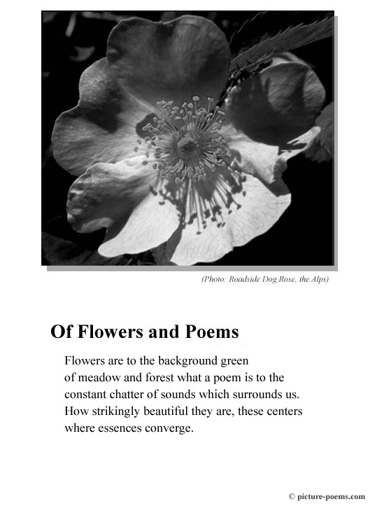 Poster Flower/Poem