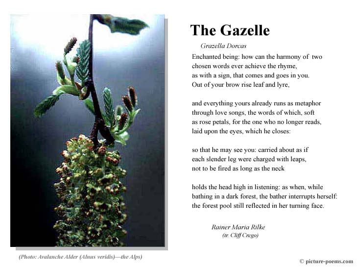 Picture/Poem Poster: The Gazelle (Rilke)
