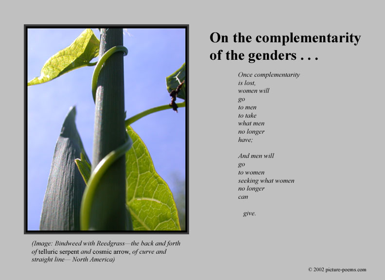 Picture/Poem Poster: The Bindweed and the Reedgrass