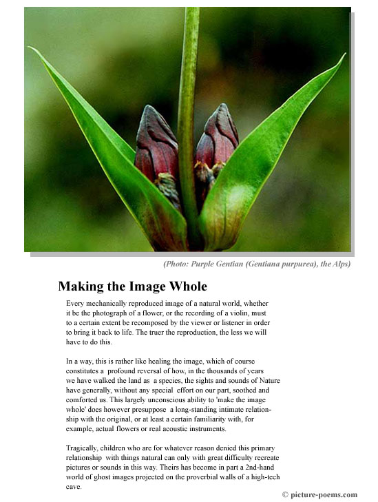 Picture/Poem Poster: Making the Image Whole