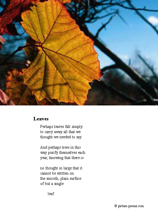 P/P Poster: Leaves