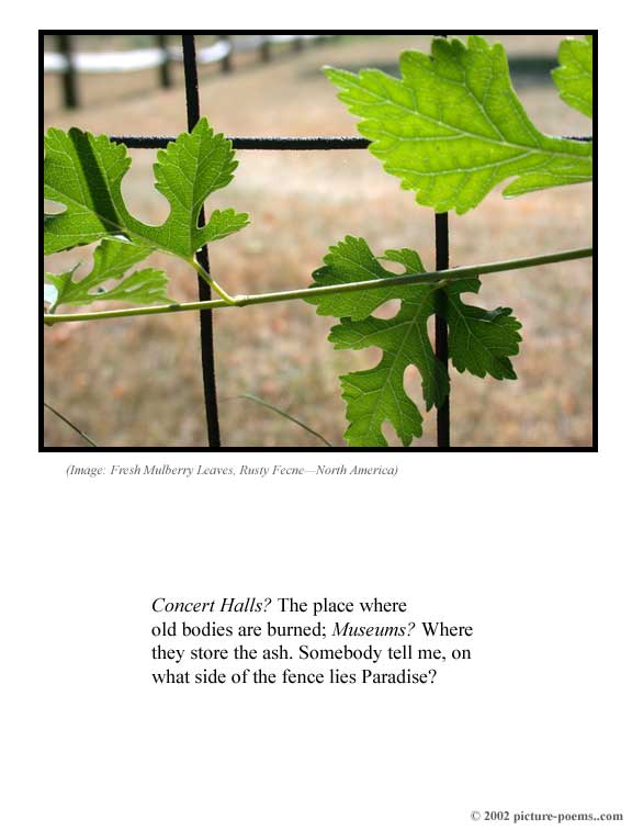 Picture/Poem Poster: The Mulberry Fence