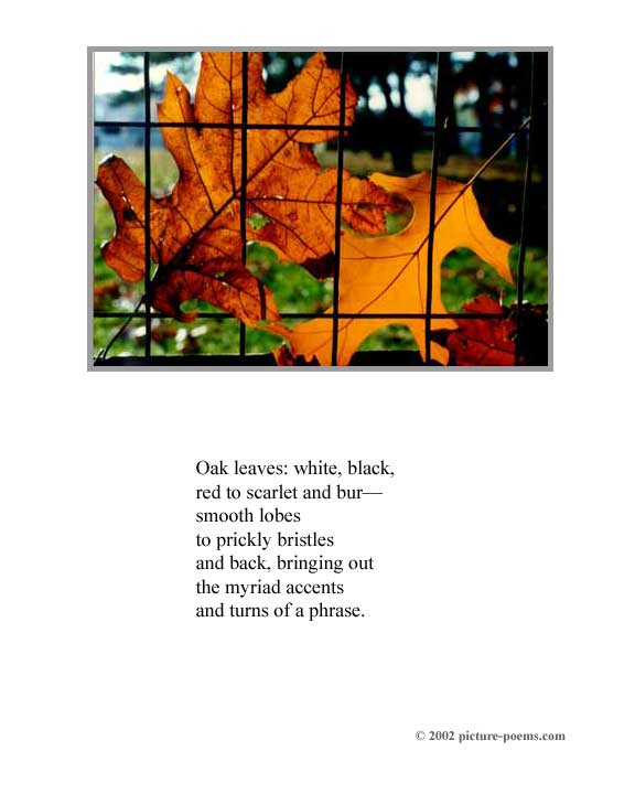 Picture/Poem Poster: Oak Leaves