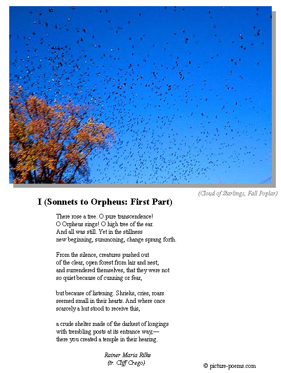 Cloud of Starlings, Fall Poplar