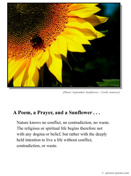 Picture/Poem Poster: Sunflower Poem