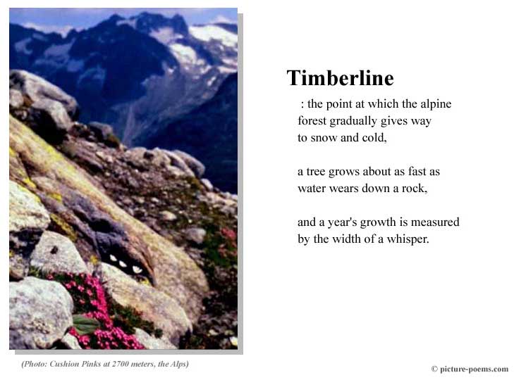 Picture/Poem Poster: Timberline