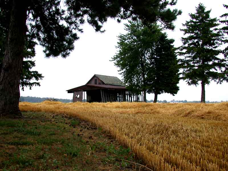 9-pine barn, after wheat harvest