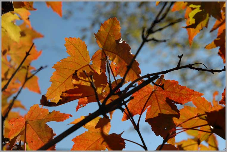 amur maple, fall foliage