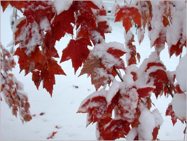 snow on red maple