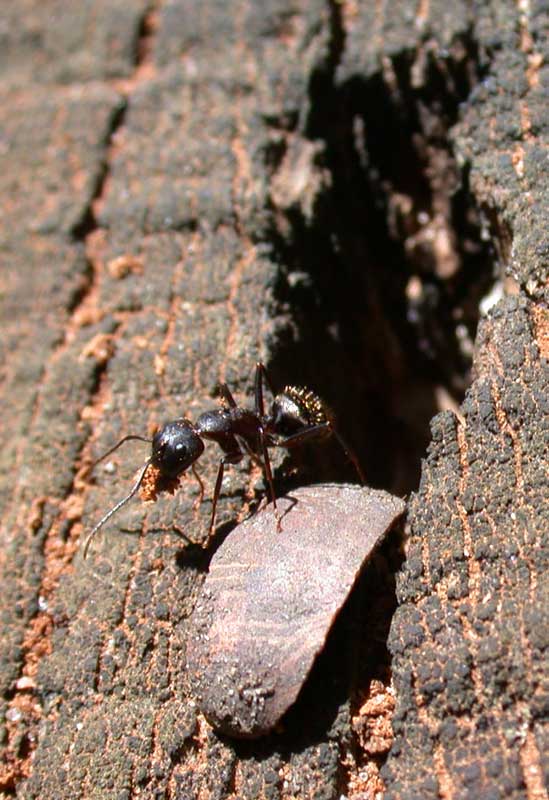 black wood ant