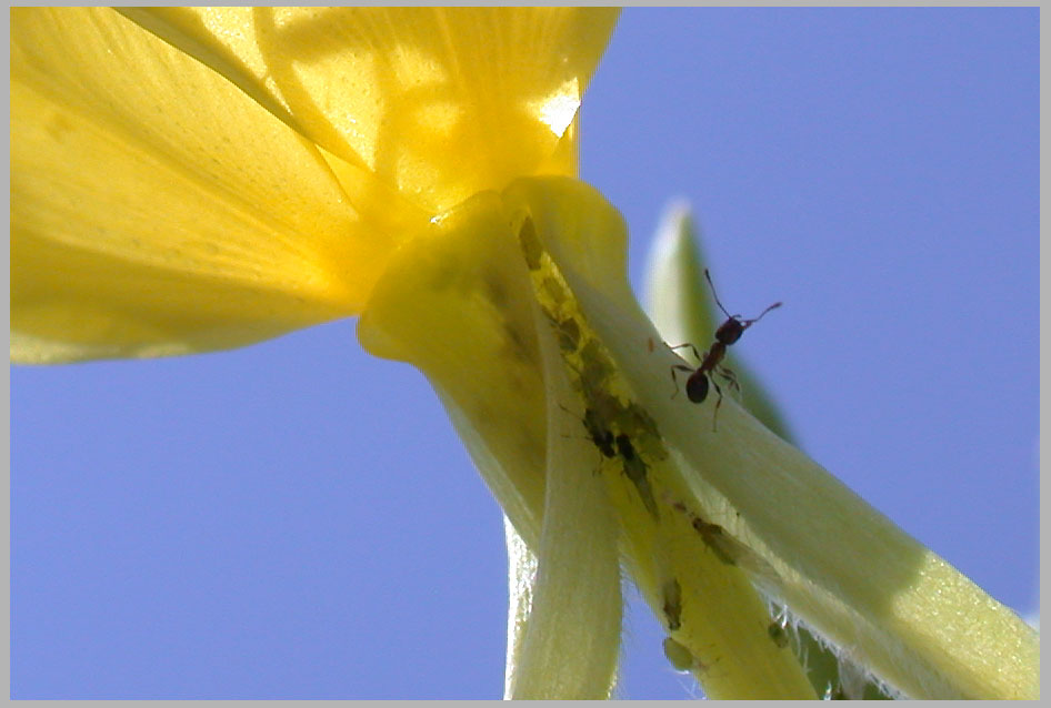 ant on aphid farm ...