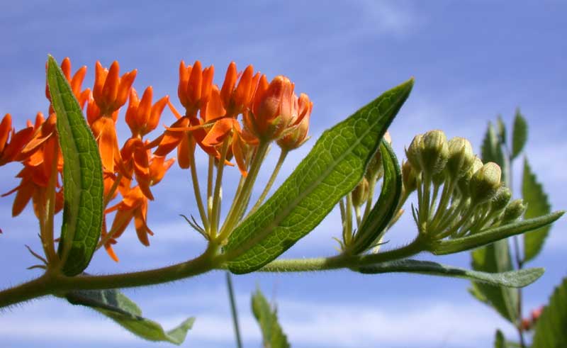 butterfly weed july