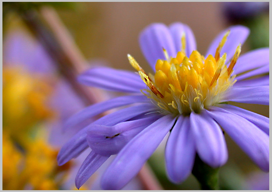aster, disk flowers