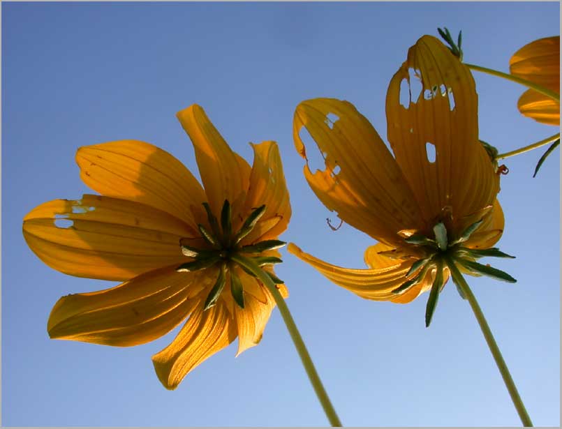 closeup, tickseed sunflowers