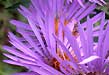 fall new england aster