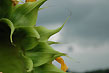 Sunflower, bracts. storm.