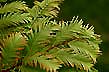 swamp cypress