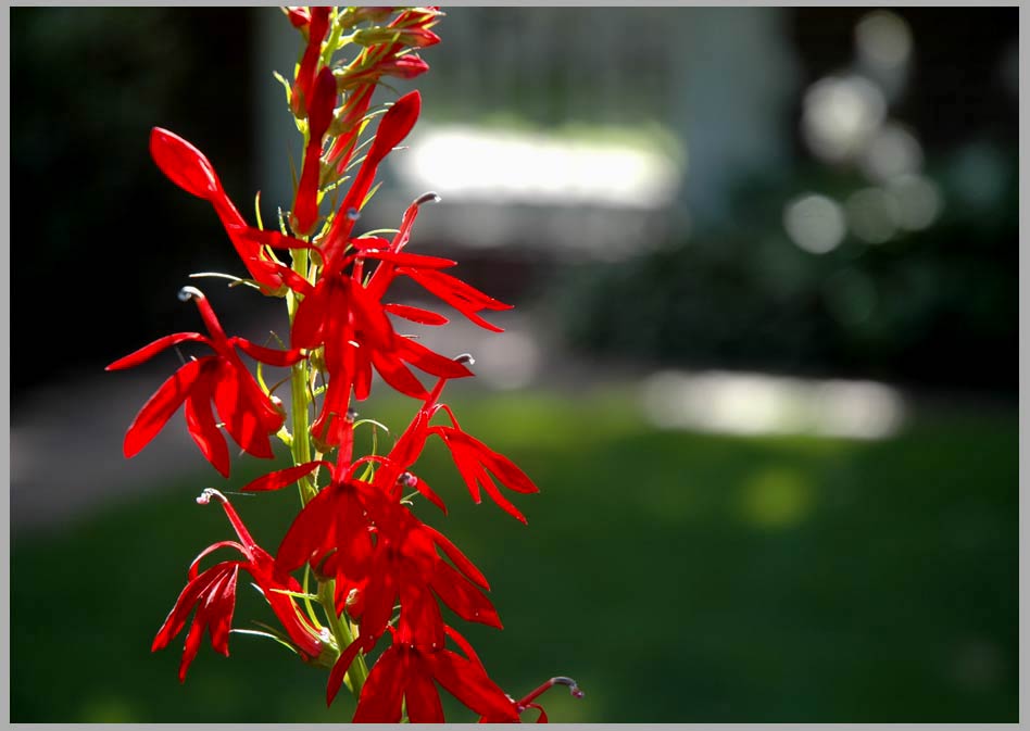 cardinal, holding on to summerdogwood, drupes