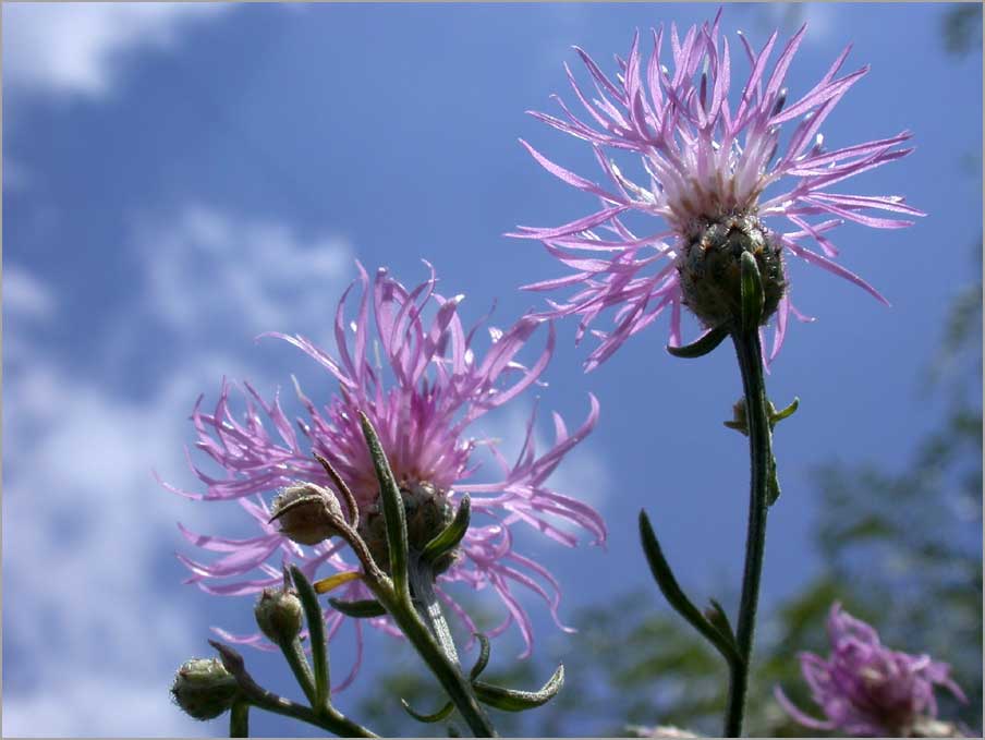 spotted knapweed, skyview