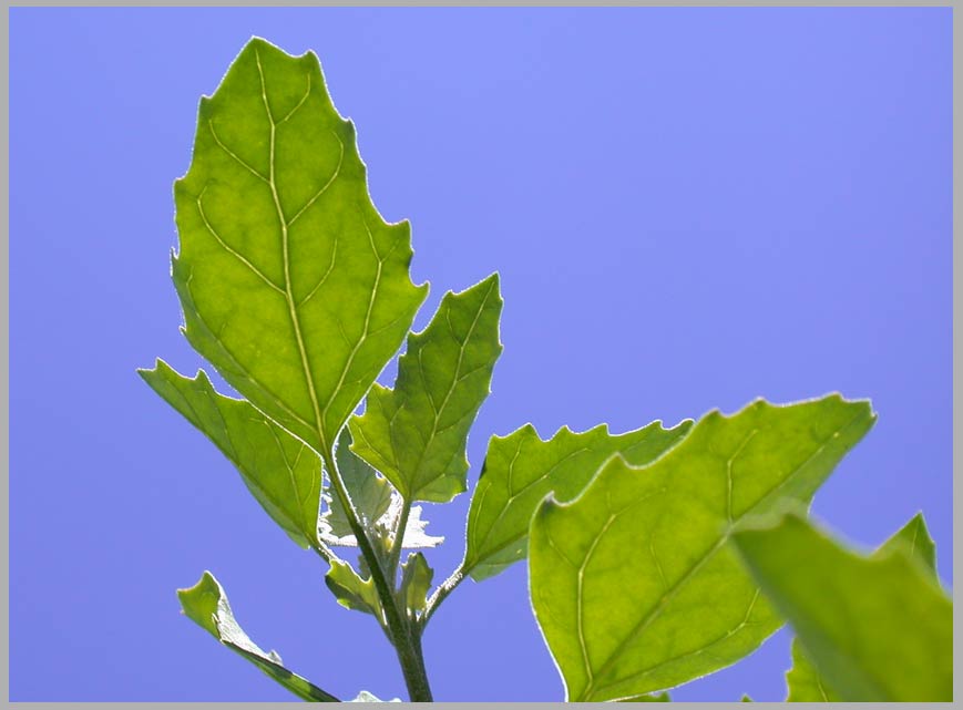 goosefoot leaf