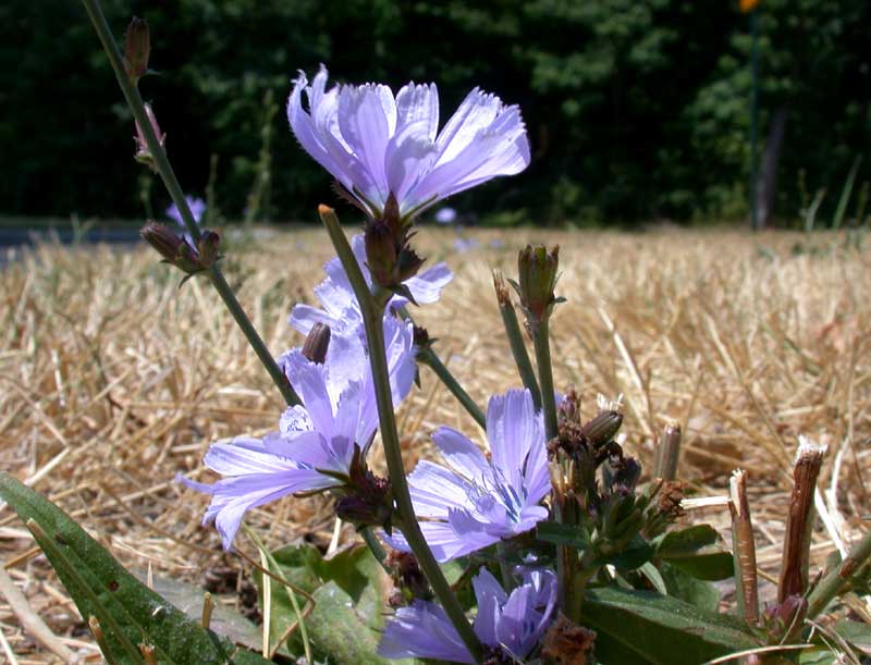chicory in drought