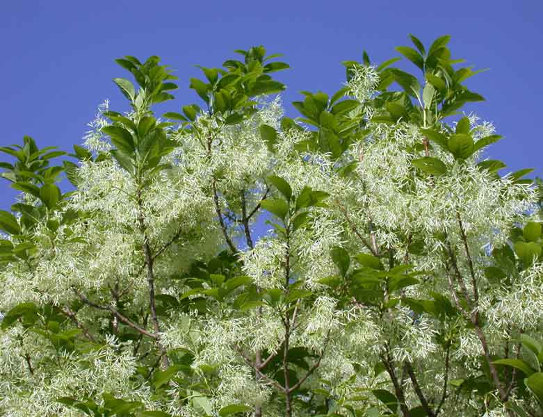 snow flower, end of spring