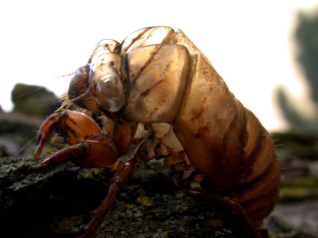 cicada, empty shell