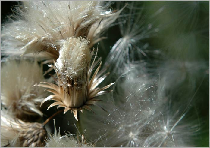 canada thistle, seeds