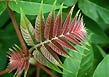 ailanthus leaf