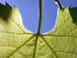 frostgrape leaf