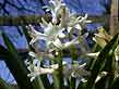 garden hyacinth
