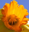 inside daffodil