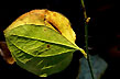 leaf ensemble