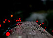 swamp cypress
