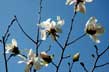 april magnolia
