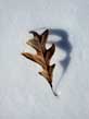 oak leaf, new snow