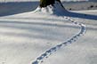 snow tracks, oak