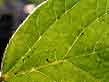 soybean leaf!