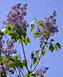 old-fashioned lilac