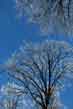 winter, swamp white oaks