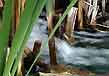 water throught eh reeds