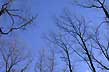 winter forest