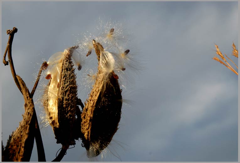 common milkweed