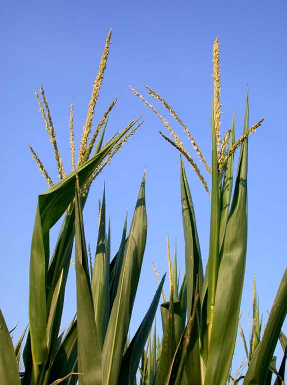 corn, male flowers